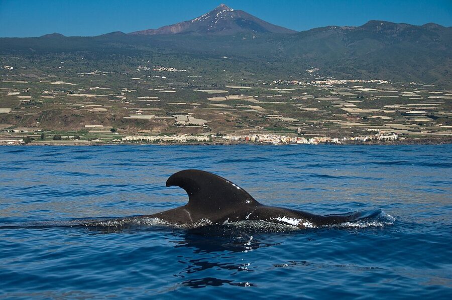 Calderon tropical pilot whale Tenerife