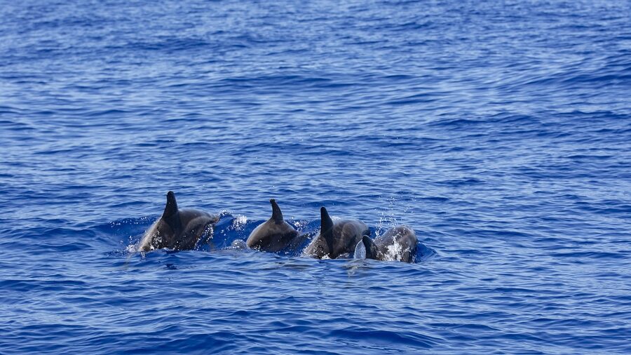 Dolphin pod Canary Islands whale watching boat