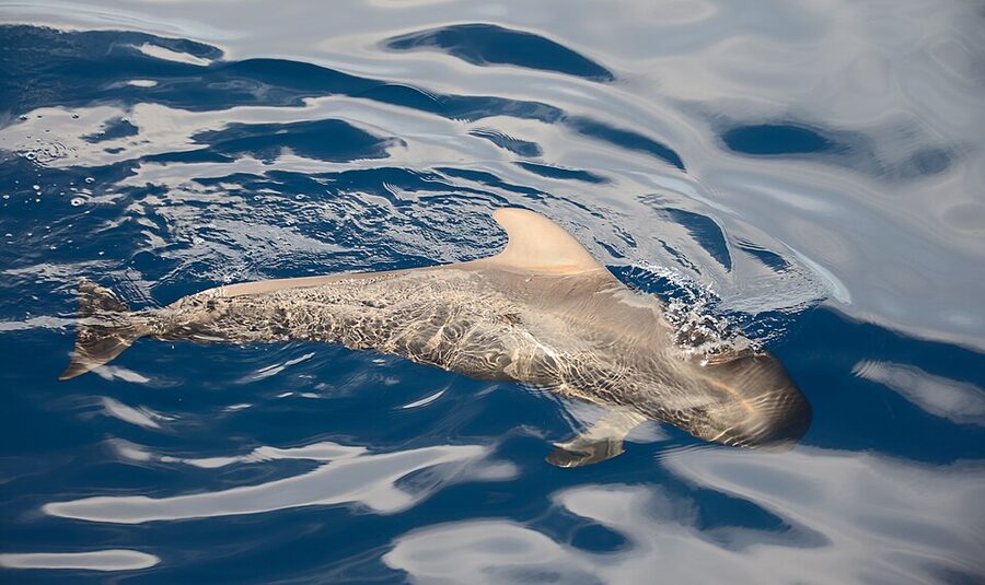 Pilot whale Tenerife waters