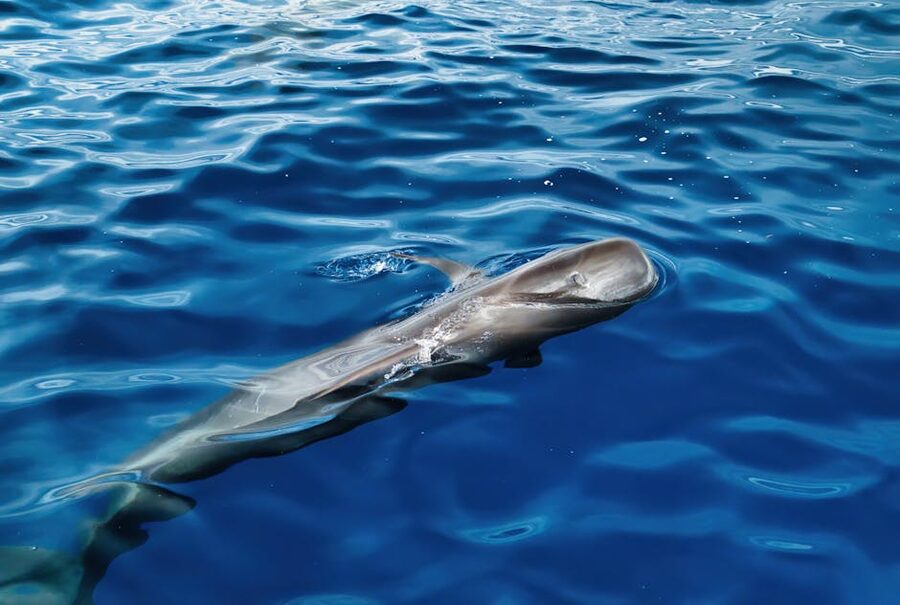 Pilot whale blowhole spout near boat Tenerife