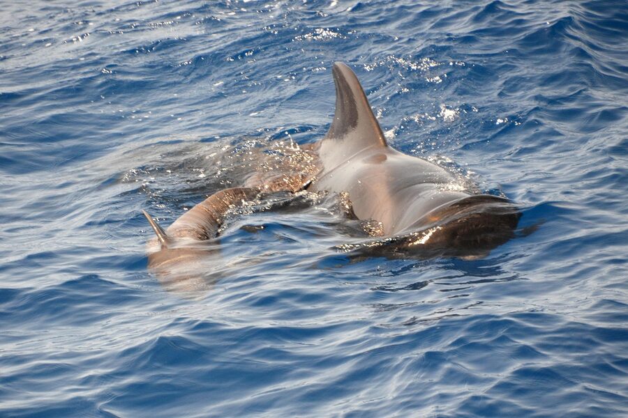 Pilot whale dorsal fin breaking the surface