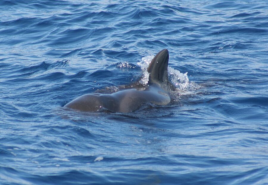 Pilot whale pod cresting open Atlantic