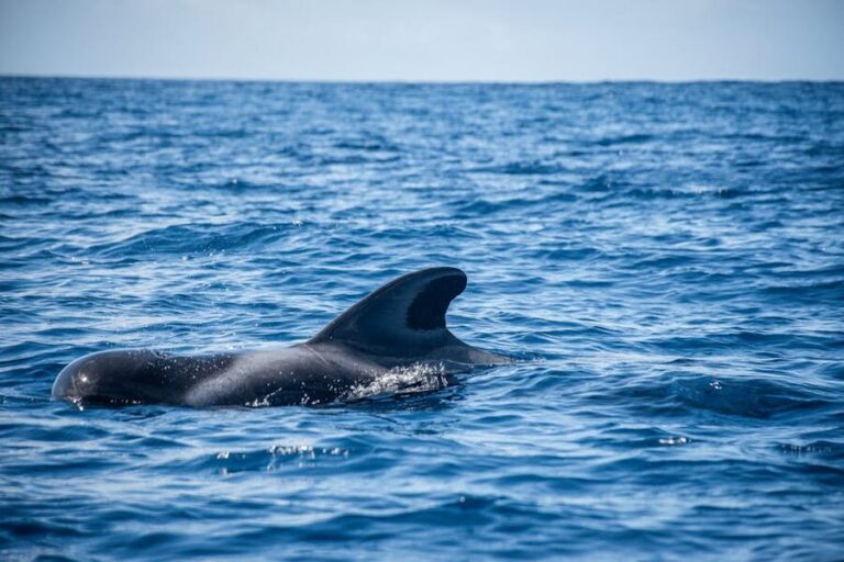 How to Book a Tenerife Whale Watching Tour from Los Cristianos