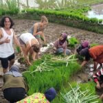 Tetebatu: Waterfalls, Spices, Rice Terrace, Monkey forest - The Practicalities: What to Expect & Tips