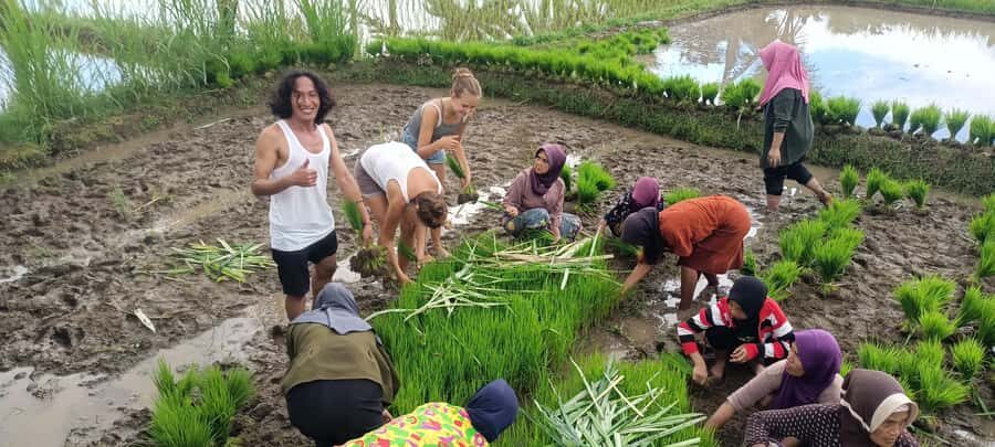 Tetebatu: Waterfalls, Spices, Rice Terrace, Monkey forest - The Practicalities: What to Expect & Tips