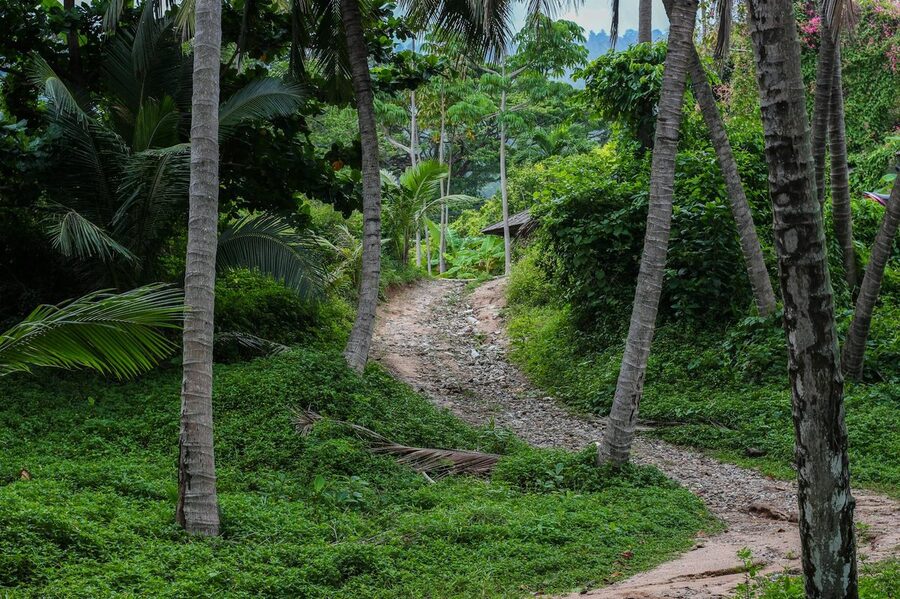 Unpaved nature trail through tropical forest in rural Thailand