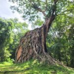 The Journey from Siem Reap to Kratie: Visit Sambo Prei Kuk - Sambo Prei Kuk: Cambodia’s Hidden Treasure
