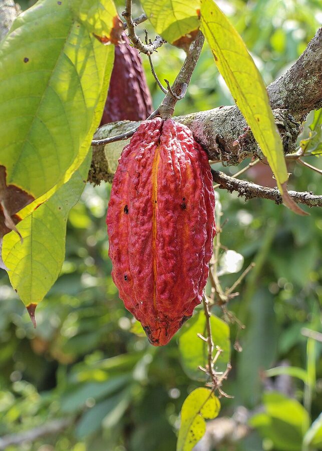 Theobroma cacao fruit ripe