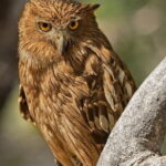 Tiger Safari in Ranthambore national park | Canter Options - What to Expect from Your Ranthambore Safari