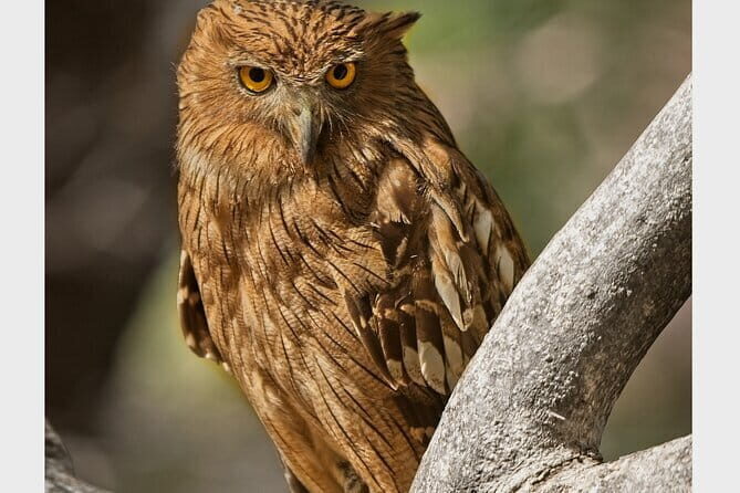 Tiger Safari in Ranthambore national park | Canter Options - What to Expect from Your Ranthambore Safari