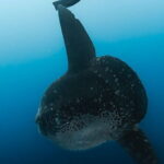 Tiger Shark Diving in Fuvahmulah:8 Days, 7 Nights 15 dives offer - The Experience: Day-by-Day Breakdown