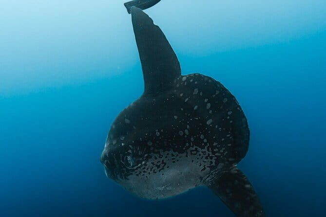 Tiger Shark Diving in Fuvahmulah:8 Days, 7 Nights 15 dives offer - The Experience: Day-by-Day Breakdown