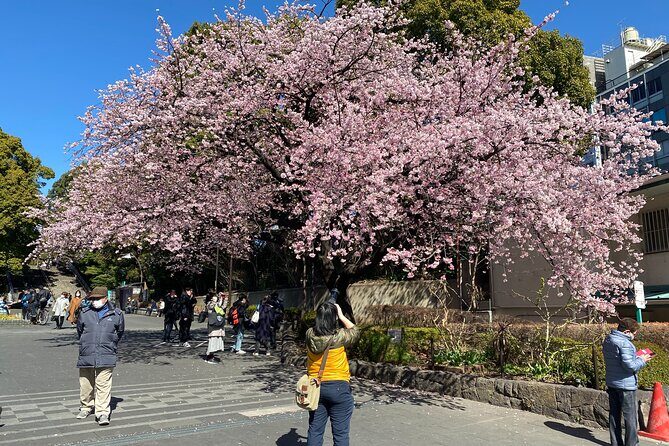 Tokyo Cherry Blossom Walking Tour - Who Should Book This Tour?