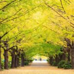 Tokyo Day Trip Showa Kinen Park Seasonal Flowers and Nature Walk - Who Should Consider This Tour?