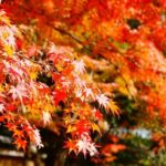 Tokyo: Heirinji Temple Monks Path & Forest Meditation Walk - An In-Depth Look at the Journey