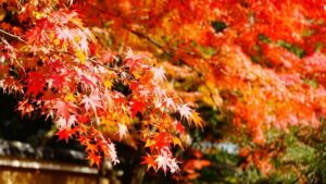 Tokyo: Heirinji Temple Monks Path & Forest Meditation Walk - An In-Depth Look at the Journey