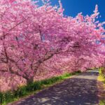 Tokyo: Izu Cherry Blossoms, Mishima Skywalk & Strawberry Picking - Practical Details and Tips for Making the Most of the Tour