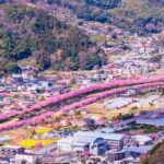 Tokyo: Kawazu Cherry Blossom & Onsen Small-Group Trip - Why This Tour Offers Great Value