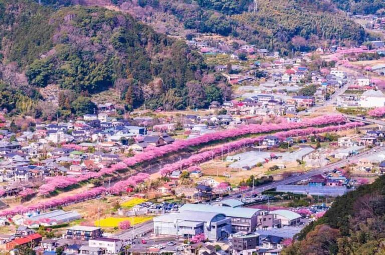 Tokyo: Kawazu Cherry Blossom & Onsen Small-Group Trip - Why This Tour Offers Great Value