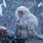 Tokyo/Nagano: Hakuba Valley & Togakushi Shrine 2-Day Tour - Who Is This Tour Best Suited For?