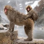 Tokyo & Nagano: Snow Monkey & Zenkoji Temple Adjustable Tour - Final Thoughts: Is This Tour Worth It?