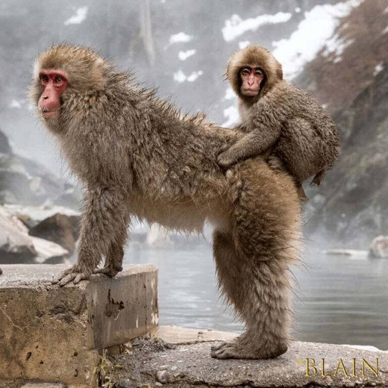 Tokyo & Nagano: Snow Monkey & Zenkoji Temple Adjustable Tour - Final Thoughts: Is This Tour Worth It?