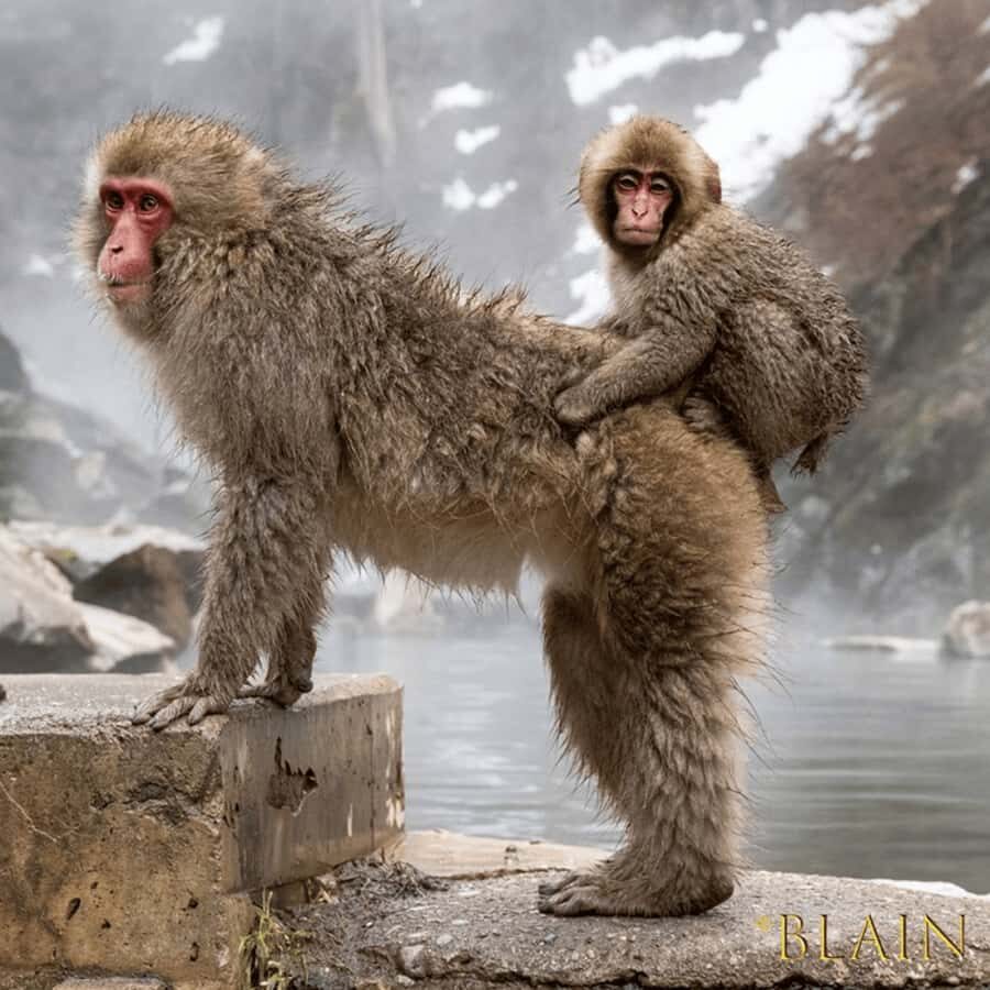 Tokyo & Nagano: Snow Monkey & Zenkoji Temple Adjustable Tour - Final Thoughts: Is This Tour Worth It?