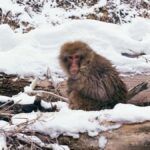 Tokyo: Nagano Snow Monkeys and Zenko-ji Temple Day Trip - The Itinerary in Detail