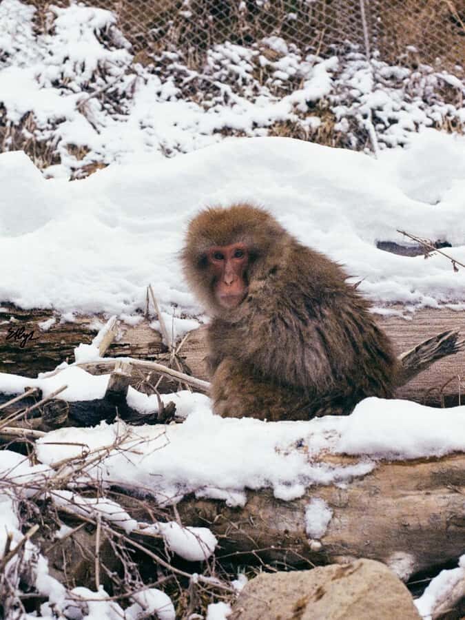 Tokyo: Nagano Snow Monkeys and Zenko-ji Temple Day Trip - The Itinerary in Detail