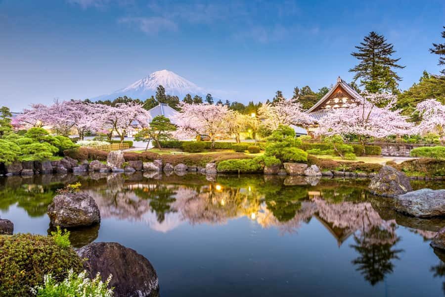 Tokyo: New Views of Mt. Fuji Cherry Blossoms & Tea Picking - Why This Tour Offers Great Value
