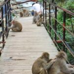 Tokyo: Private Tour to Nagano with Snow Monkeys - Practical Details and What to Expect