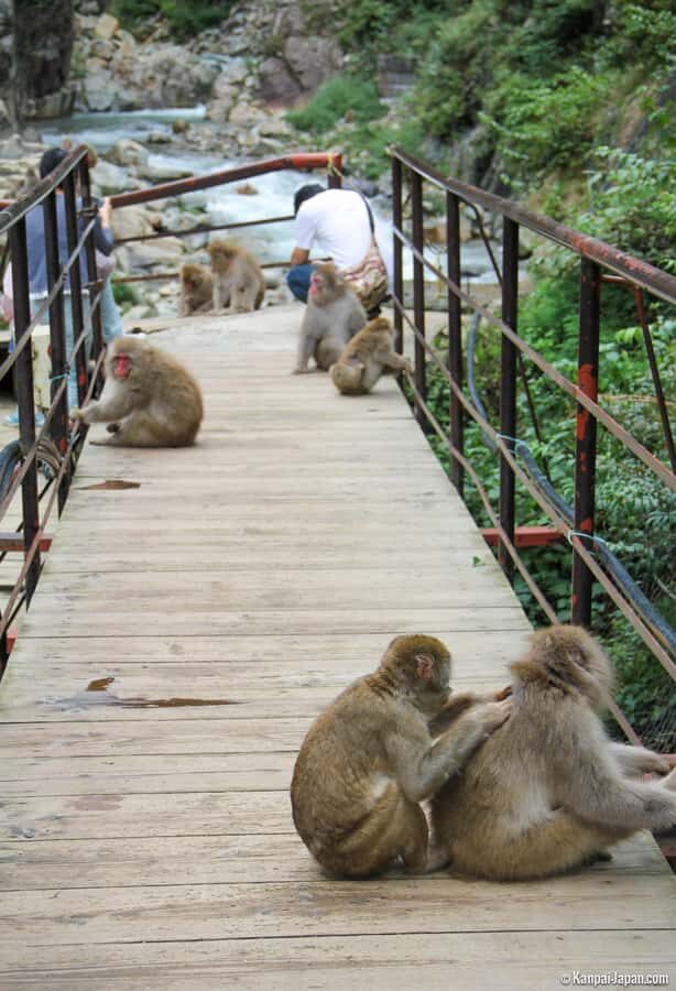 Tokyo: Private Tour to Nagano with Snow Monkeys - Practical Details and What to Expect  