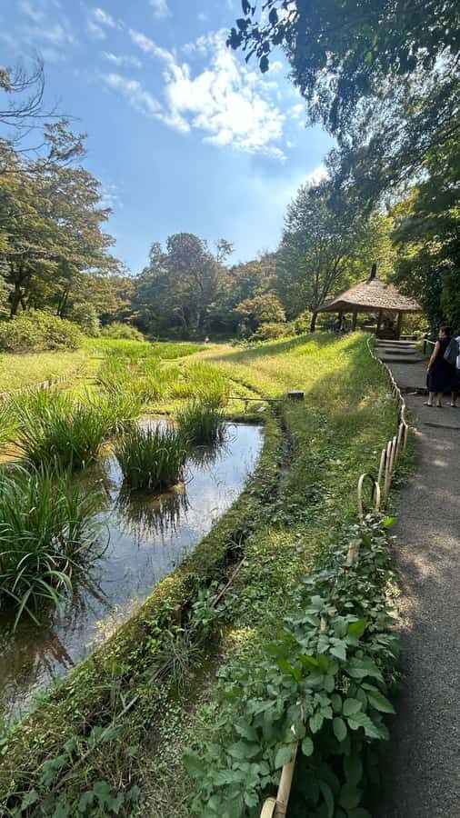 Tokyo: Shibuya, Harajuku & Meiji Shrine Walking Tour - Practical Details and Tips