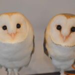 Tokyo: Shinjuku Gyoen, Meiji Shrine, and Shibuya Tour - Meiji Shrine: A Sacred Forest Escape