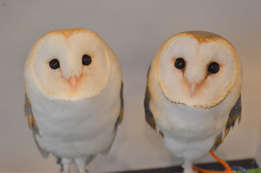 Tokyo: Shinjuku Gyoen, Meiji Shrine, and Shibuya Tour - Meiji Shrine: A Sacred Forest Escape