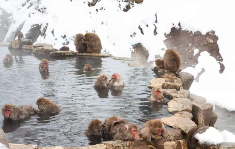 Tokyo: Snow Monkey Park & Nagano Highlights Private Trip - What the Reviews Tell Us