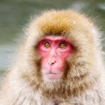 Tokyo: Snow Monkey Park Private Customize Tour English Guide - A Complete Look at the Snow Monkey Park Private Tour