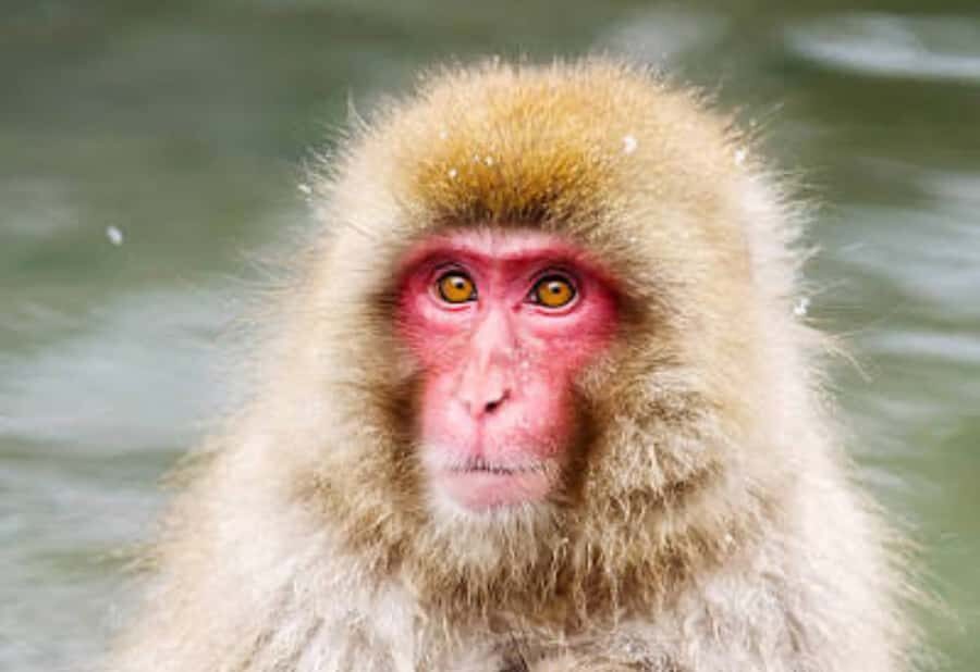 Tokyo: Snow Monkey Park Private Customize Tour English Guide - A Complete Look at the Snow Monkey Park Private Tour