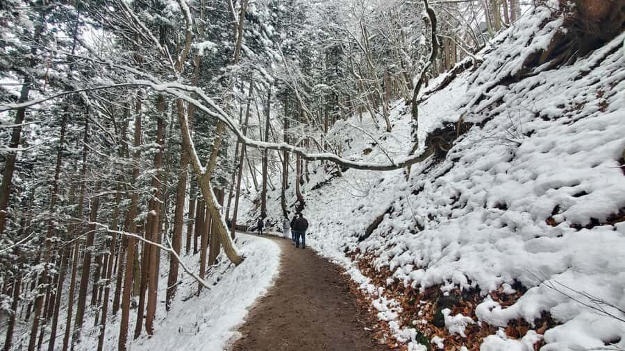 Tokyo: Snow Monkeys, Zenkoji Temple, & Obuse Day Trip - Why This Tour Offers Good Value