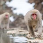 Tokyo:Nagano Snow Monkey, Zenkoji Temple, Obuse Private Trip - Considerations and Who It’s Best For