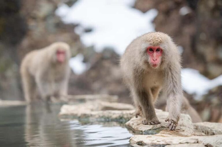 Tokyo:Nagano Snow Monkey, Zenkoji Temple, Obuse Private Trip - Considerations and Who It’s Best For