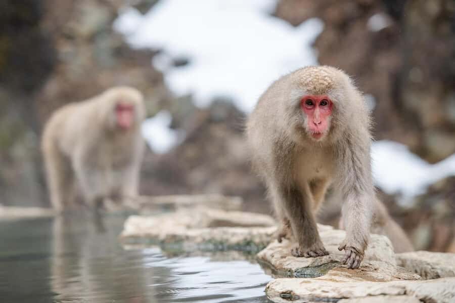 Tokyo:Nagano Snow Monkey, Zenkoji Temple, Obuse Private Trip - Considerations and Who It’s Best For