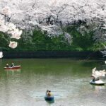 Tokyo:Private Chidorigafuchi Sakura Walk by the ImperialMoat - The Practical Details