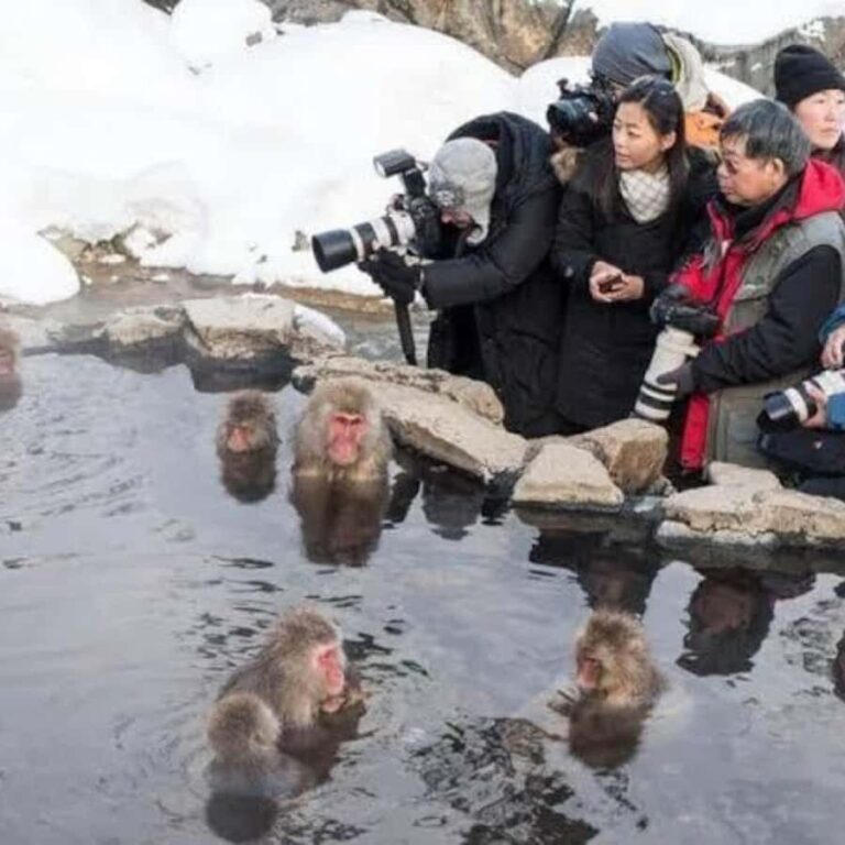 Tokyo:Snow Monkey Private Customized Tour With English guide - The Detailed Itinerary and What to Expect