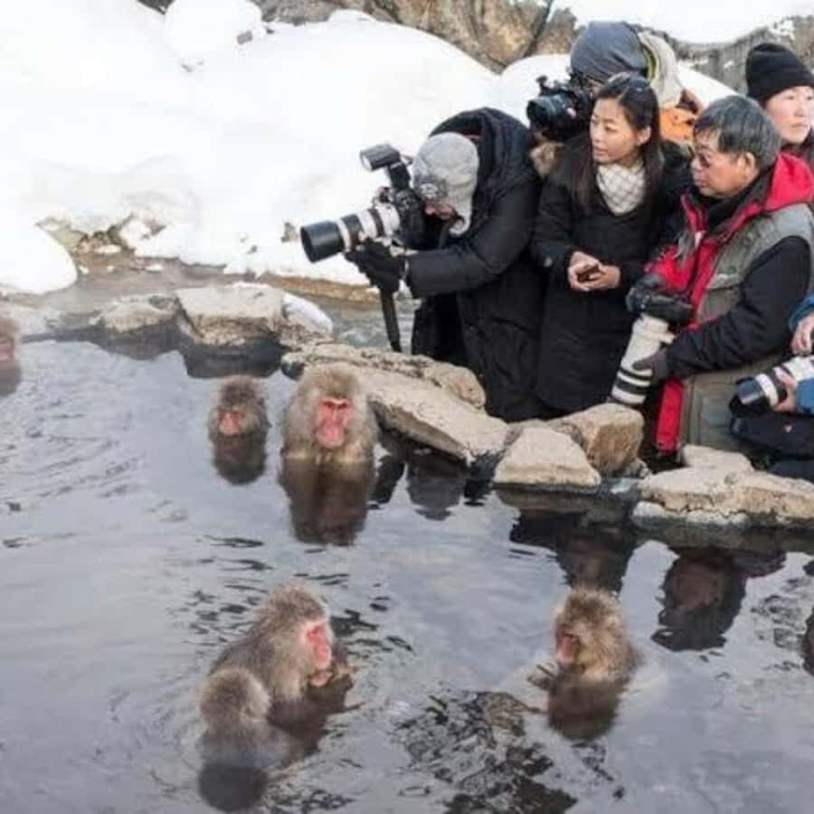 Tokyo:Snow Monkey Private Customized Tour With English guide - The Detailed Itinerary and What to Expect