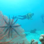 Townsville & Magnetic Island: Reef Explorer Scuba Experience - Discovering the Central Section of the Great Barrier Reef