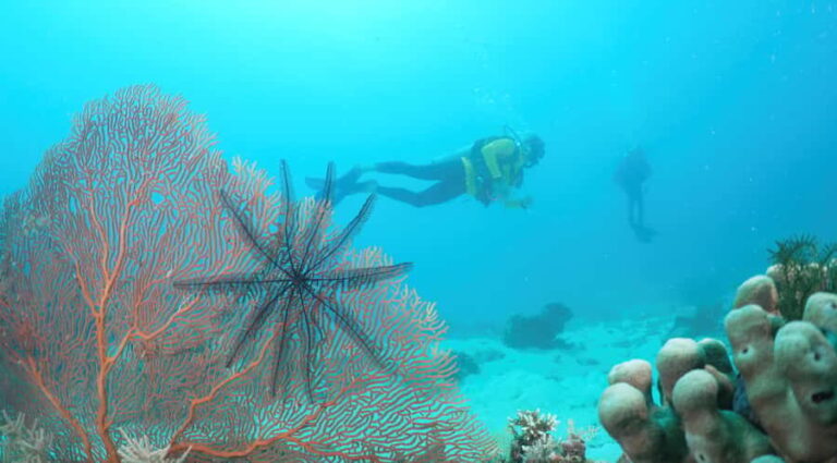 Townsville & Magnetic Island: Reef Explorer Scuba Experience - Discovering the Central Section of the Great Barrier Reef