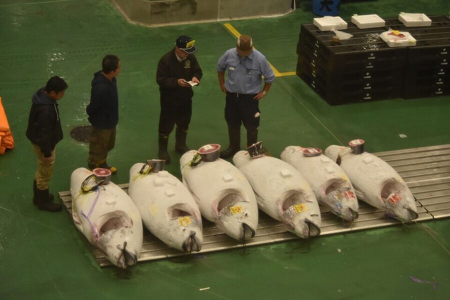 Toyosu fish market tuna auction floor