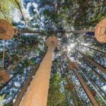 Treetops Adventure The Hills - Tree Ropes Course - The Experience for Families and Groups