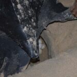 Trinidad: Leatherback Turtle Migration Observation - Final Thoughts